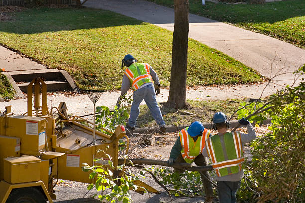 How Our Tree Care Process Works  in  Maysville, NC