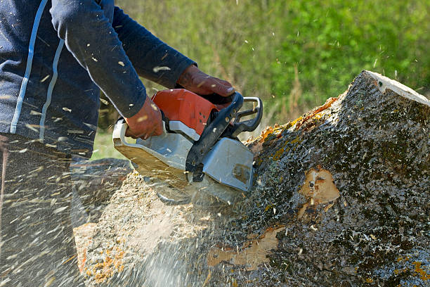 Best Emergency Tree Removal  in Maysville, NC